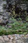 Thalictrum minus subsp. saxatile, Pigamon des rochers