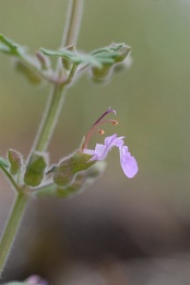 Teucrium botrys, Germandrée en grappe