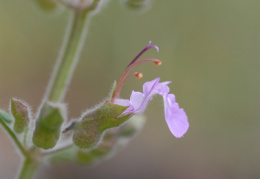 Teucrium botrys, Germandrée en grappe