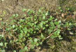 Lythrum portula, Salicaire pourpier