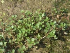 Lythrum portula, Salicaire pourpier