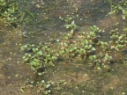 Lythrum portula, Salicaire pourpier