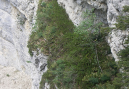 Juniperus sabina, Genévrier sabine