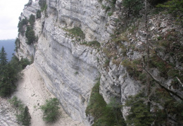 Juniperus sabina, Genévrier sabine