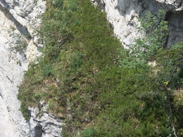 Juniperus sabina, Genévrier sabine