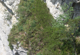 Juniperus sabina, Genévrier sabine