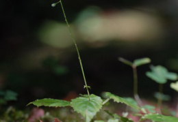 Circaea alpina, Circée des Alpes