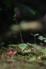 Circaea alpina, Circée des Alpes