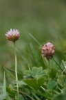 Trifolium fragiferum, Trèfle porte-fraise