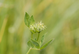 Lotus pedunculatus, Lotier des marais