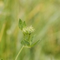 20060730_143313_cornol.jpg