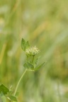 Lotus pedunculatus, Lotier des marais
