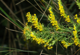 Odontites luteus, Odontitès jaune