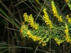 Odontites luteus, Odontitès jaune
