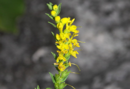 Odontites luteus, Odontitès jaune