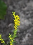 Odontites luteus, Odontitès jaune