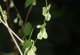 Fallopia dumetorum, Vrillée des buissons