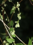 Fallopia dumetorum, Vrillée des buissons