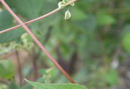 Fallopia dumetorum, Vrillée des buissons