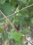 Fallopia dumetorum, Vrillée des buissons