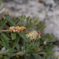 20060826_131400_goumois.jpg