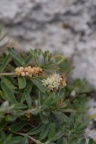 Cuscuta epithymum, Cuscute du thym