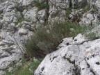 Thymus vulgaris, Thym des jardins