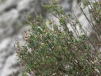 Thymus vulgaris, Thym des jardins
