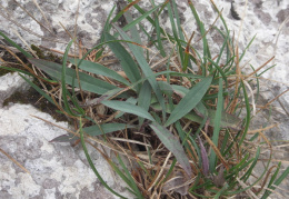 Hieracium bupleuroides, Épervière buplèvre