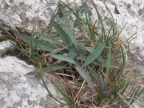 Hieracium bupleuroides, Épervière buplèvre