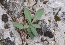 Hieracium bupleuroides, Épervière buplèvre