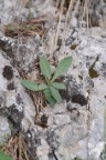 Hieracium bupleuroides, Épervière buplèvre