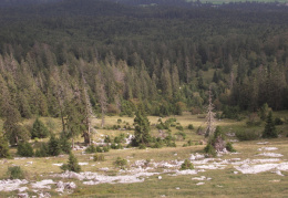 Picea abies, Épicéa