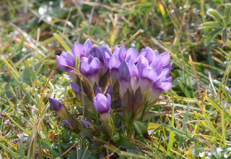 Gentiana campestris, Gentiane champêtre