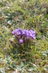 Gentiana campestris, Gentiane champêtre