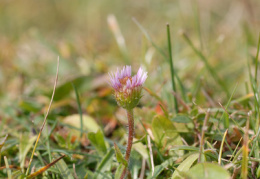 Erigeron alpinus, Vergerette des Alpes