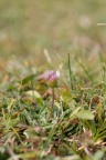 Erigeron alpinus, Vergerette des Alpes