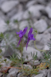 Linaria alpina subsp. petraea, Linaire du Jura