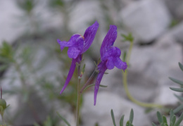 Linaria alpina subsp. petraea, Linaire du Jura