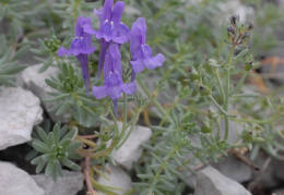 Linaria alpina subsp. petraea, Linaire du Jura