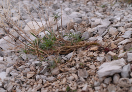 Erysimum ochroleucum, Vélar jaune pâle