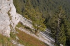 Acer pseudoplatanus, Érable des montagnes