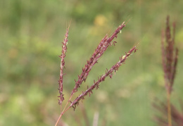 Bothriochloa ischaemum, Pied de poule