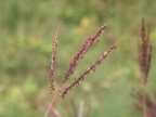 Bothriochloa ischaemum, Pied de poule