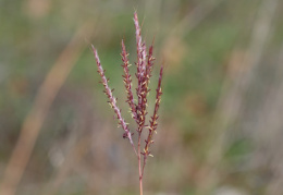 Bothriochloa ischaemum, Pied de poule