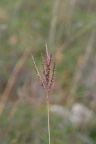 Bothriochloa ischaemum, Pied de poule