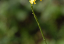 Rapistrum rugosum, Rapistre rugueux