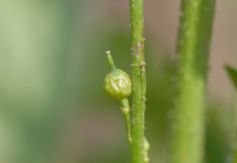 Rapistrum rugosum, Rapistre rugueux