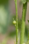 Rapistrum rugosum, Rapistre rugueux