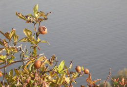 Mespilus germanica, Néflier d'Allemagne